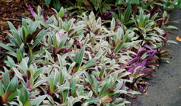Quick Growing Tropical Ground Cover Rhoeo Spathacea