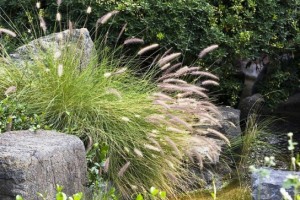 9 Ornamental Grasses for Your Garden Landscape Design